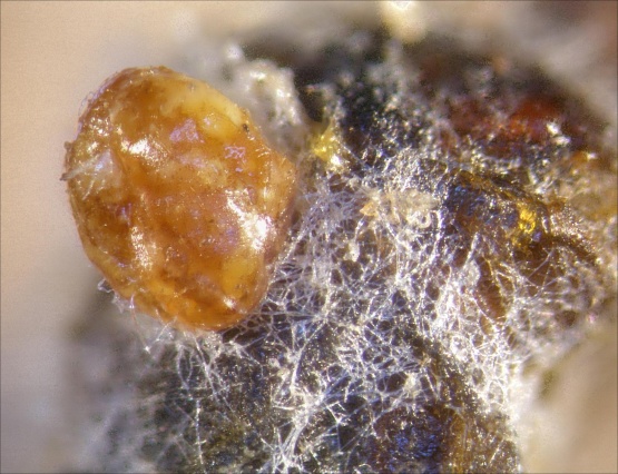 Zoonotická plíseň Aspergillus pseudoglaucus na svém hostiteli. Foto J. Bizos.